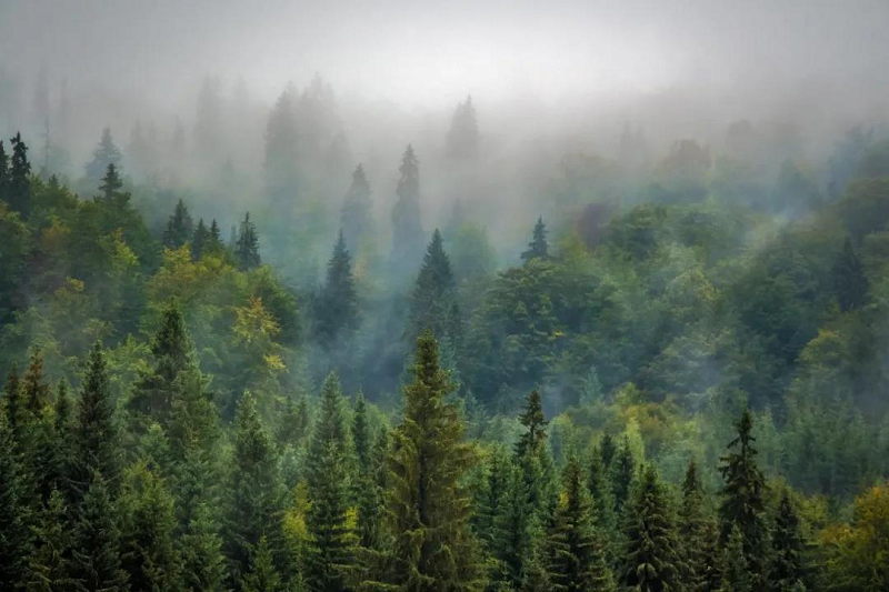 植樹節(jié)|得高地板構(gòu)建健康家居，呵護地球生態(tài) 圖片2