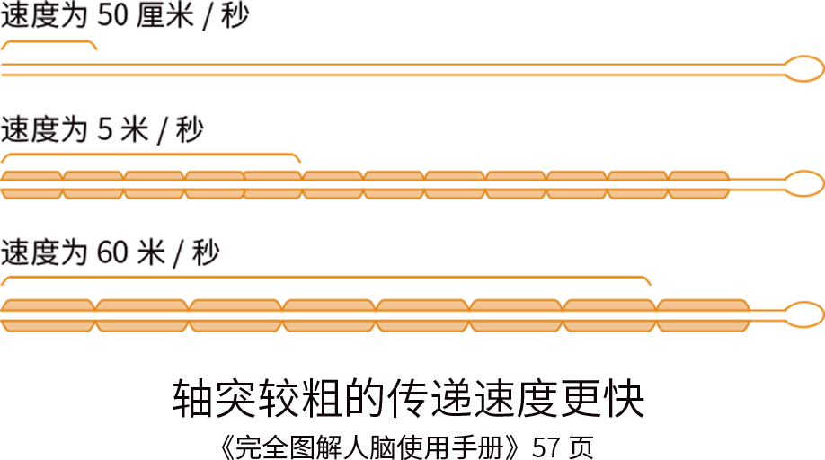 富氧讓你的大腦效率從2G變5G！ image3