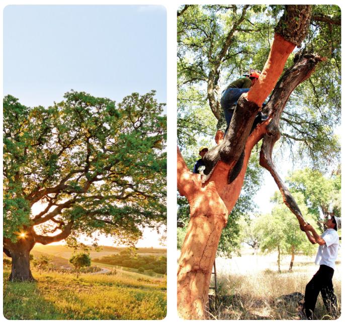 真的有那么牛嗎？深扒一下這些世界地板大廠的前世今生 圖片7