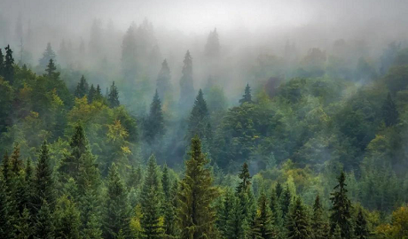 植樹節(jié)|得高地板構建健康家居，呵護地球生態(tài)